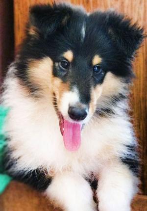 TricolourRoughcollies